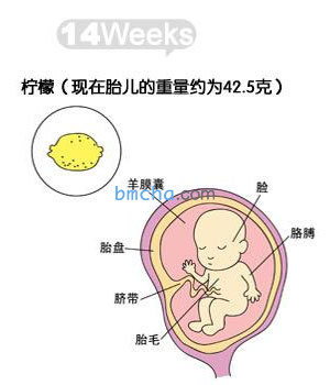 怀孕14周 胎儿发育和妈妈变化图