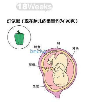 怀孕18周 胎儿发育和妈妈变化图