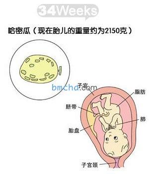 怀孕34周 胎儿发育和妈妈变化图