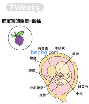 怀孕7周 胎儿发育和妈妈变化图