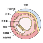 怀孕2周