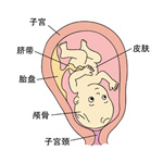 怀孕33周