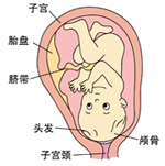 怀孕37周