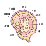 怀孕9周