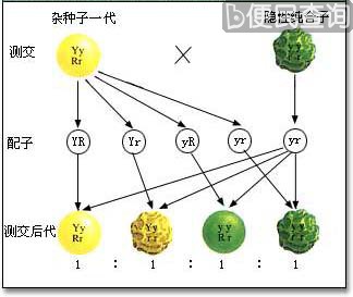 现代遗传学奠基人孟德尔逝世