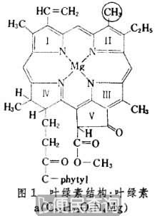 叶绿素合成成功