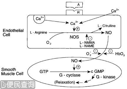 美国生物化学家罗伯·佛契哥特出生